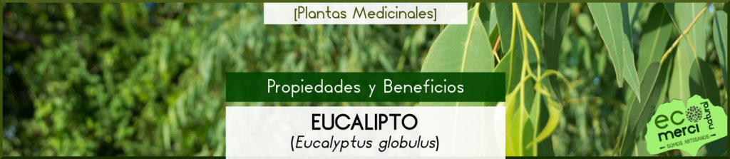 Propiedades y Beneficios del Eucalipto