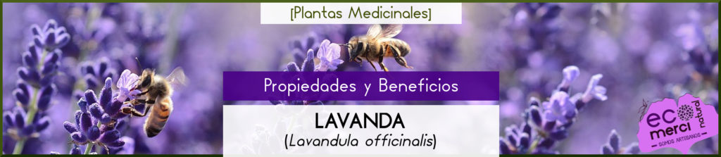 Propiedades y Beneficios de la Lavanda