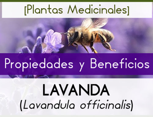 LAVANDA [Propiedades y Virtudes]