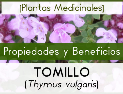 TOMILLO [Propiedades y Virtudes]